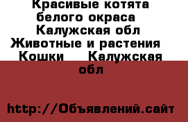 Красивые котята белого окраса - Калужская обл. Животные и растения » Кошки   . Калужская обл.